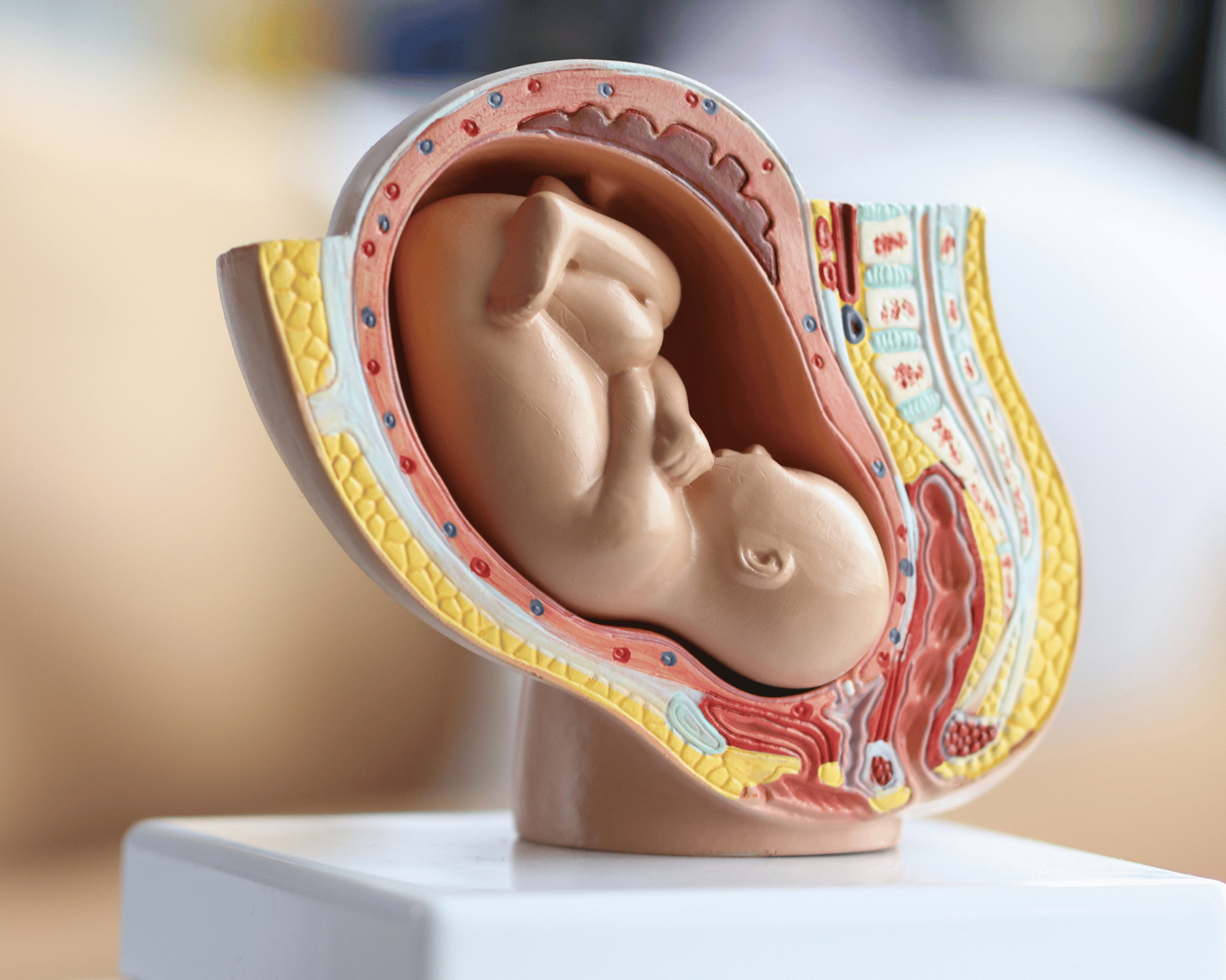 modellino posizione cefalica feto in utero